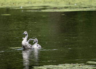 Obraz premium a family of white swans with their gray chicks on a green lake in the city of Bogoroditsk