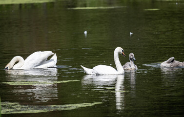 a family of white swans with their gray chicks on a green lake in the city of Bogoroditsk