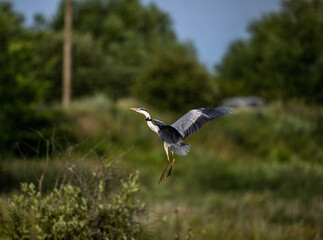 gray heron near the lake with reeds in search of food at sunset