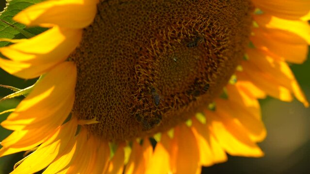 Bees on a sunflower plant. Close up 4k video with a beautiful view of bee working to harvest polen from a sunflower in sunset light.