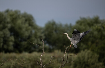 gray heron near the lake with reeds in search of food at sunset