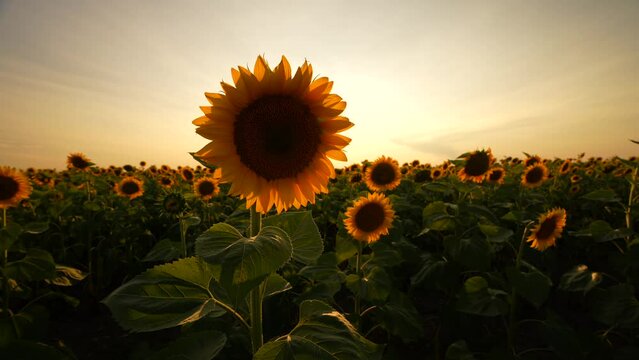 Sunset over a field of sunflower plants. 4k wide angle video with a spectacular sunset landscape over an agriculture field with sunflowers.