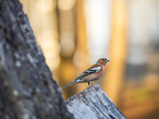 Common chaffinch, Fringilla coelebs, sits on a tree. Common chaffinch in wildlife.
