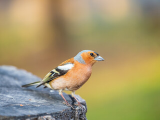 Common chaffinch, Fringilla coelebs, sits on a tree. Common chaffinch in wildlife.