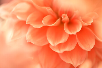 ダリアの花びらのクローズアップ