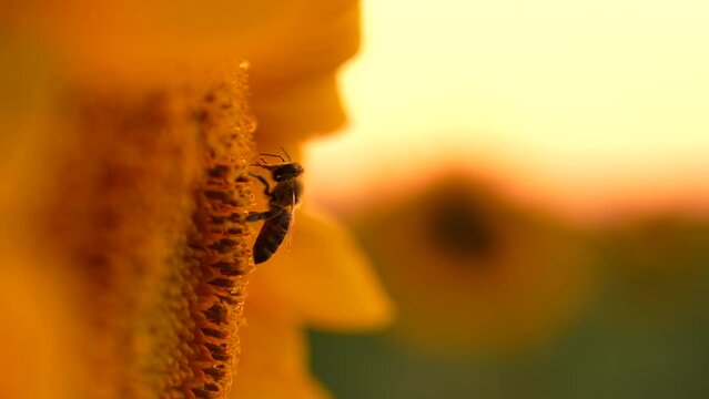 4K close up video with some bees harvesting polen from a beautiful sunflower plant in sunset light.