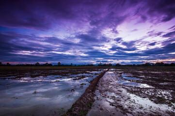 Wide rice fields and evening sky after sunset with colorful clouds.