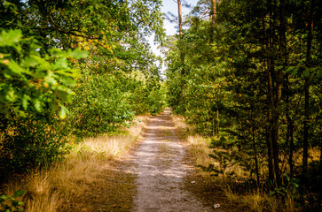 Fototapeta na wymiar forest, dirt path with lots of plants around