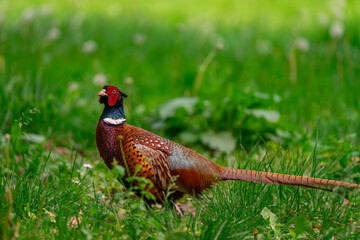 Pheasant on the grass