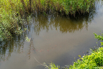 Goldfische im Teich