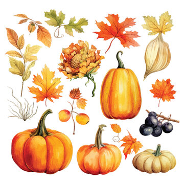 Autumn Thanksgiving watercolor clipart white background