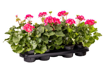 Flower tray full of red geranium