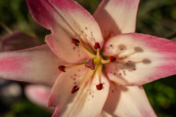 Fototapeta na wymiar pink lilies in natural light close-up