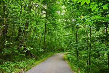 Lush, vibrant, green forest, tall trees blocking out sky, paved path through woods