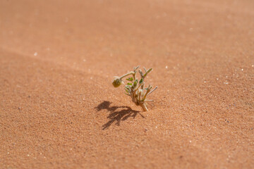view in the Sahara desert of Tadrart rouge tassili najer in Djanet City  ,Algeria.colorful orange sand, rocky mountains