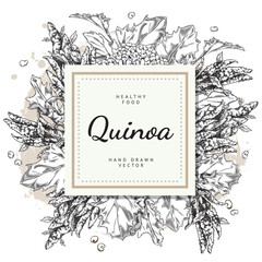 Engraving Quinoa branch with flowers, leaves and seeds, healthy food vector hand drawn design label template, lettering