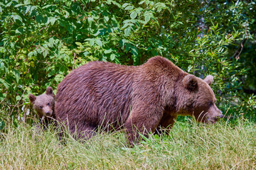 The brown bear Photographed in Transfagarasan, Romania. A place that became famous for the large number of bears.