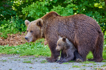 Fototapeta na wymiar The brown bear Photographed in Transfagarasan, Romania. A place that became famous for the large number of bears.
