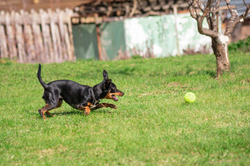 puppy of a black miniature pinscher playing in the garden