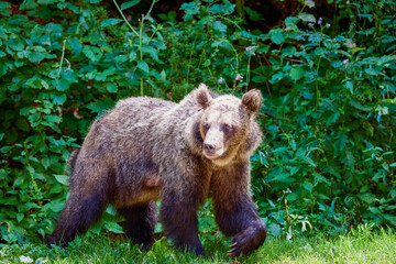 The brown bear Photographed in Transfagarasan, Romania. A place that became famous for the large number of bears.