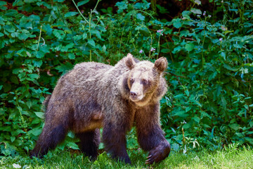 Obraz premium The brown bear Photographed in Transfagarasan, Romania. A place that became famous for the large number of bears.