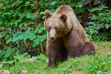 Naklejka na ściany i meble The brown bear Photographed in Transfagarasan, Romania. A place that became famous for the large number of bears.