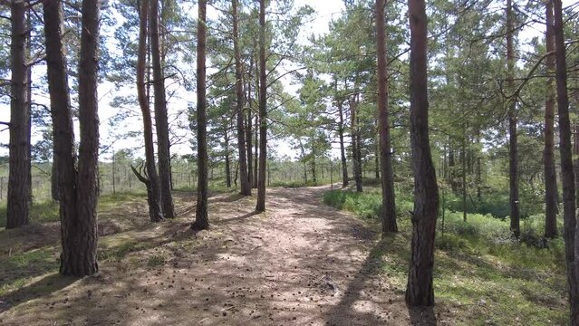 Walking on wooden plank path thru green lush forest 4k