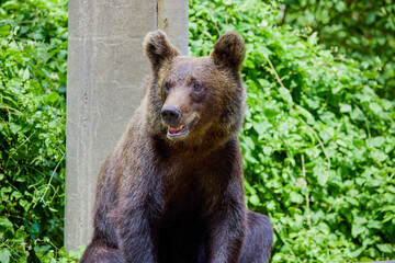 Fototapeta premium The brown bear Photographed in Transfagarasan, Romania. A place that became famous for the large number of bears.