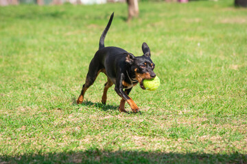 puppy of a black miniature pinscher playing in the garden