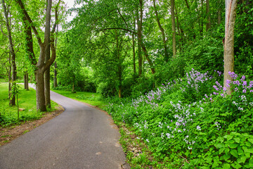 Fototapeta premium Aerial Foundation Park with trees and hill covered in Dames Rocket and Oxalis Triangularis flowers