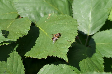 Mistbiene M&auml;nnchen