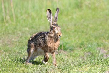 European Brown Hare Lepus europaeus with  long ears