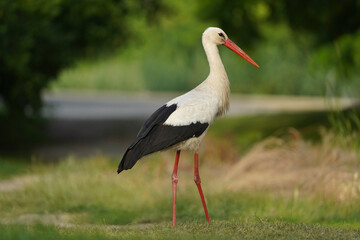 White european stork, Ciconia ciconia on the meadow