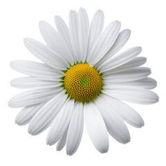 Daisy Flower Isolated On White Background