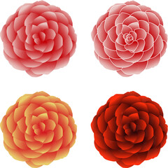 Camellia flowers vector set. Camellia and rose flower collection for spring with various colors for spring season isolated in white background. Vector illustration.