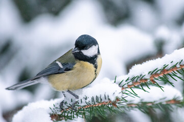 great tit sitting on a snowy pine branch