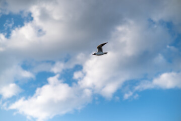 seagull flying in the sky