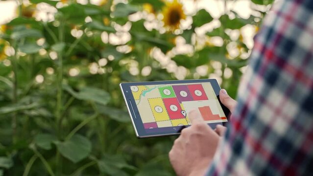 Farmer using online data management software, differential fertilizer application maps, slides charts. Agronomist works with touch screen to control, analyse agriculture business in sunflower field.