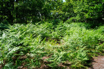 Lush green ferns in woodland
