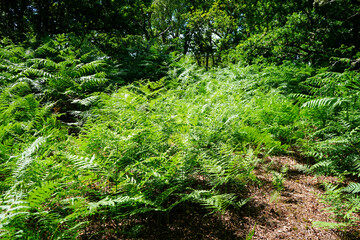 Lush green ferns in woodland