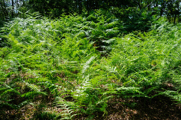 Naklejka na ściany i meble Lush green ferns in woodland