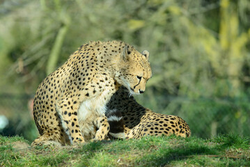 Geparden, Paar, auf Wiese © R+R