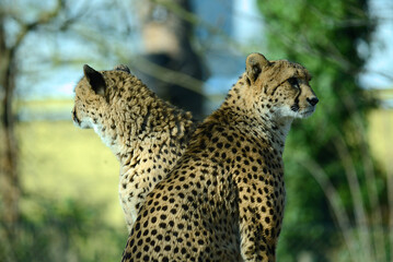 Geparden, Paar, auf Wiese © R+R