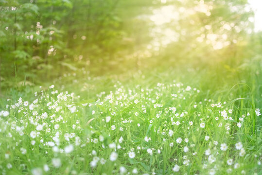 Flower meadow in the rays of the sun.