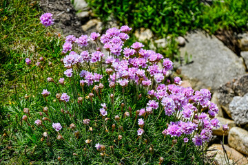 Auderville, Goury, Küste, Felsen, Leuchtturm, Cap de la Hague, Normandie, Meer, Küstenwanderung, Wanderweg, Felder, Landwirtschaft, Wiesen, Blumen, Sommer, Frühling, Frankreich