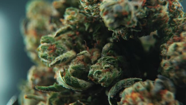 A macro cinematic detailed shot of a cannabis plant, orange hybrid strains, Indica and sativa, green marijuana flower in a Lab, on a rotating stand, slow motion, 4K, professional studio lighting, DOP