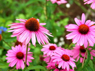 初夏に咲く・エナセキアの花