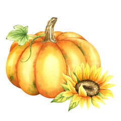 Orange pumpkin and sunflower. Farm organic autumn vegetables. Autumn decoration. Isolated. Watercolor illustration. It is perfect for thanksgiving and halloween cards or posters