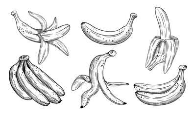 Set of hand drawn bananas sketch isolated on white background. Vector illustration