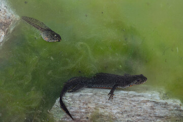 Underwater, the Alpine newt male on the rock with tadpole (Ichthyosaura alpestris)